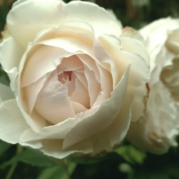 Floare trandafir David Austin alb, anul 2, la ghiveci