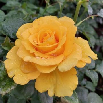 Floare trandafir galben de gradina Kerio