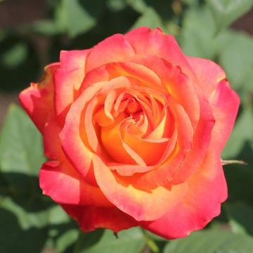 Floare trandafir teahibrid Alinka la ghiveci