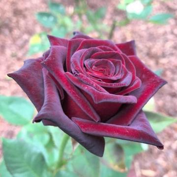 Floare trandafir teahibrid Black Baccara la ghiveci