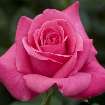 Floare trandafir teahibrid Caprice la ghiveci, parfumat