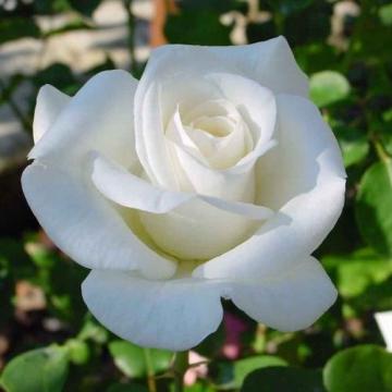 Floare trandafir teahibrid alb Virgo la ghiveci