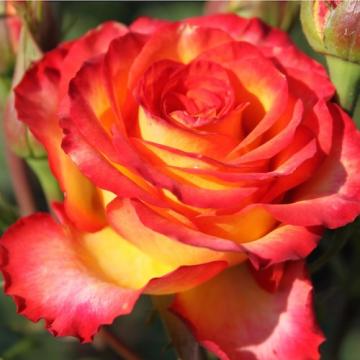 Floare trandafir teahibrid galben & rosu, anul 2, la ghiveci