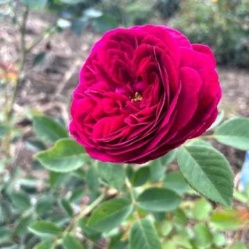 Floare trandafiri urcatori Ciklam Othello in ghiveci