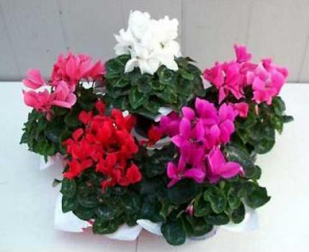 Flori Cyclamen