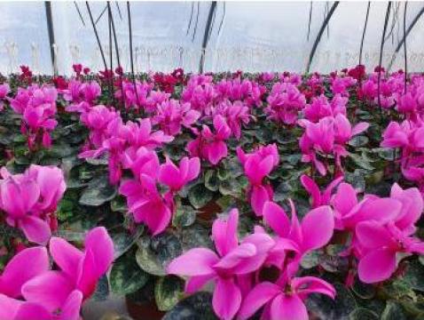 Flori Cyclamen