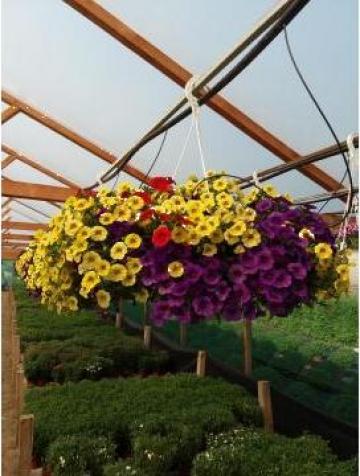 Flori Million Bells, Calibrachoa uni sau amestec de culori