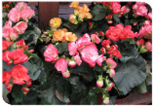 Flori la ghiveci Begonia