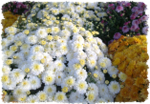 Flori la ghiveci Crizanteme multiflora
