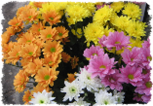 Flori la ghiveci Crizanteme