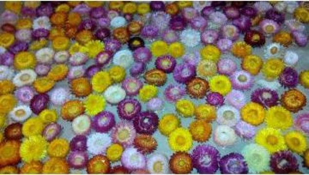 Flori nemuritoare, immortelle, flori de pai