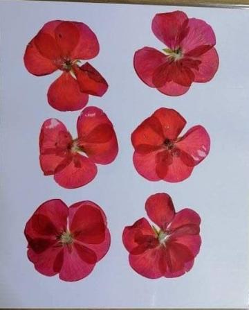 Flori presate - Muscata rosie