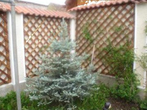 Gard gradina ornamental