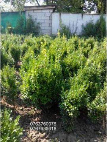 Gard viu Buxus Sempervirens