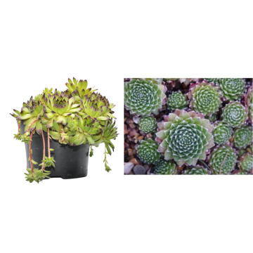 Ghiveci mare Sempervivum arachnoideum