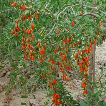 Goji (Lycium barbarum) de 25-35cm la ghiveci