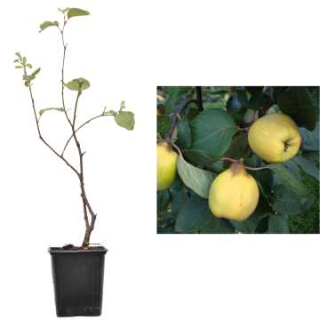 Gutui de 30 cm la ghiveci