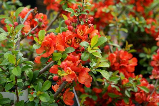Gutui japonez portocaliu (Chaenomeles superba Orange Trail)