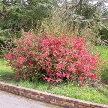 Gutui japonez roz (Chaenomeles superba Pink Lady)