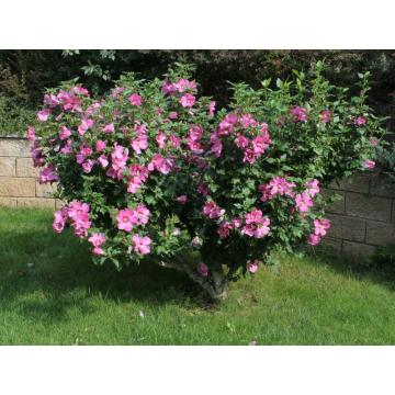 Hibiscus roz syriacus de 20-35cm la ghiveci