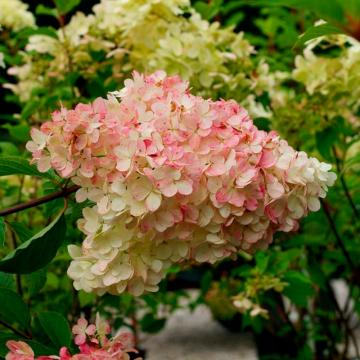 Hortensia bicolora Phantom de 35-40cm la ghiveci