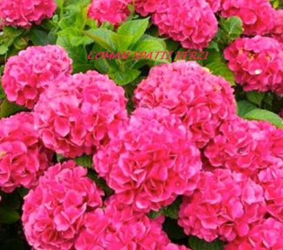Hortensie Hydrangea macrophylla Alpengluhen, h= 20-35 cm