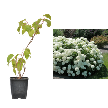 Hortensie alba Annabelle de 40cm la ghiveci