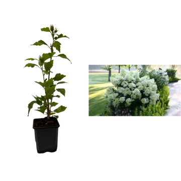 Hortensie alba (Hydrangea paniculata Unique) de 10-20cm