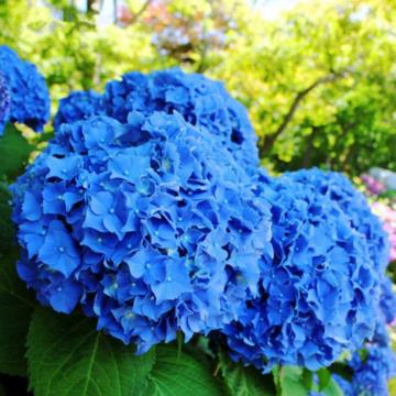 Hortensie albastra de 20-30cm la ghiveci
