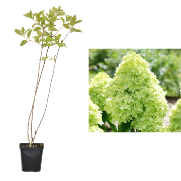 Hortensie galbuie Little Lime de 25cm la ghiveci