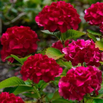 Hortensie rosie Wim's Red de 35cm la ghiveci