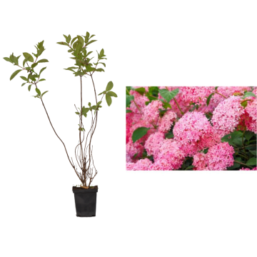 Hortensie rozalie Pink Lady de 15 cm la ghiveci