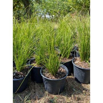 Iarba Carex verde