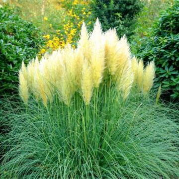 Iarba de Pampas - Cortaderia Pumila la ghiveci de 19 cm