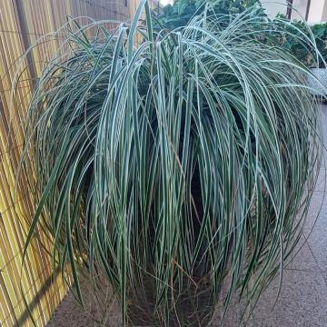 Iarba decorativa Carex Feather Falls la ghiveci de 19 cm