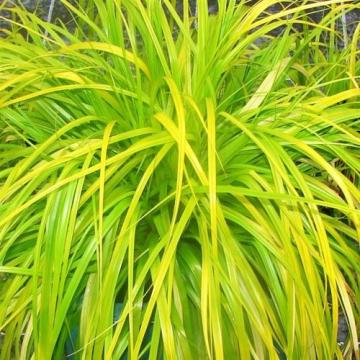 Iarba decorativa Carex Oschimensis Everillo la ghiveci