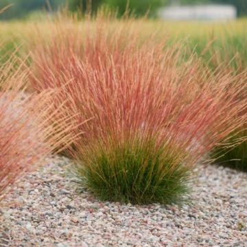 Iarba decorativa Festuca Glauca Sunrise la ghiveci de 19 cm