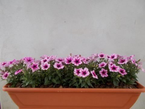 Jardiniera cu petunia curgatoare