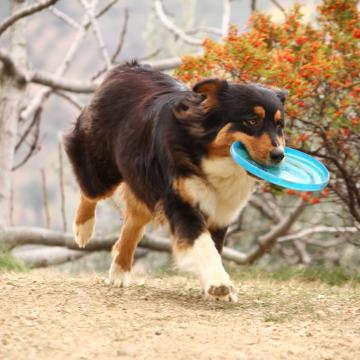 Jucarie Frisbee pentru caini 15 cm