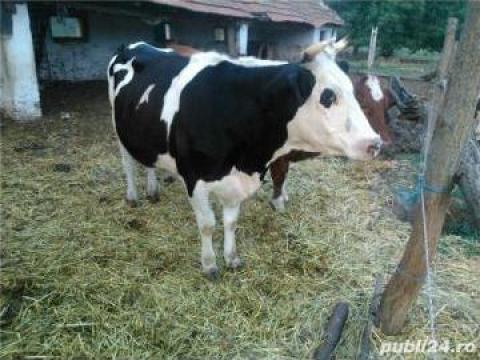 Juninca baltata neagra romaneasca