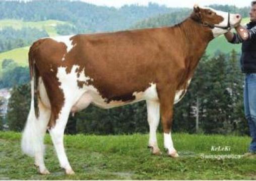 Juninci gestante bovine vaci de lapte