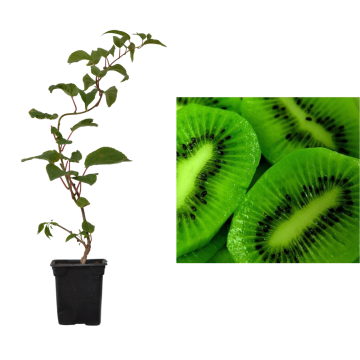 Kiwi verde Actinidia Issai de 15-25 cm la ghiveci