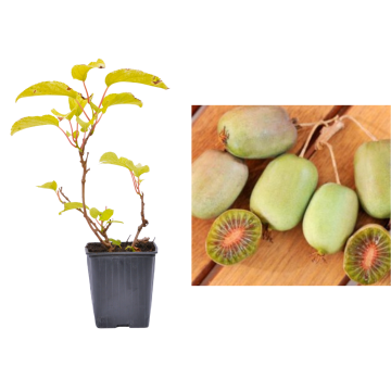 Kiwi verzi Lucy de 25cm la ghiveci
