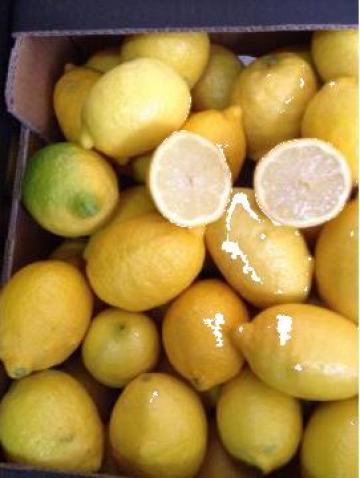 Lamai import Spania