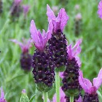 Lavanda Dark Violet de 15 cm la ghiveci