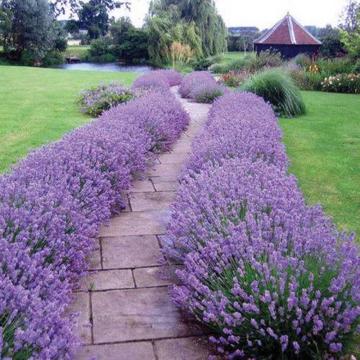 Lavanda Hidcote de 20-25cm la ghiveci