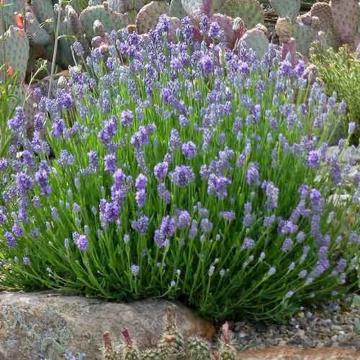 Lavanda albastra Dwarf Blue de 25 cm la ghiveci