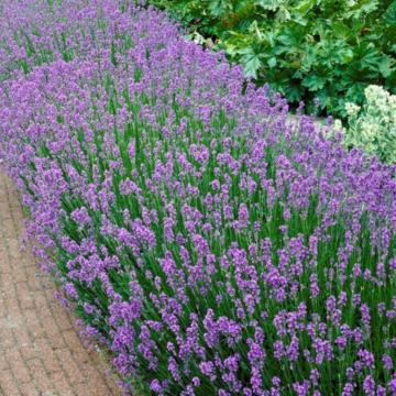 Lavanda albastra-violet Munstead de 25cm la ghiveci