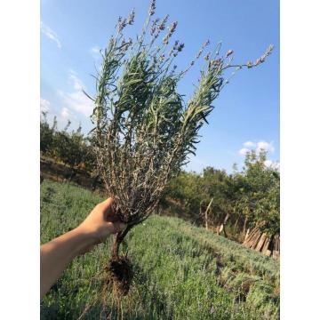 Lavanda angustifolia sevtopolis de 40-45cm