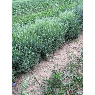 Lavanda bio matura de 50-60cm